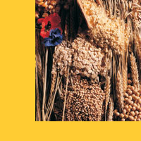 Das sind nur ein paar der (GMO-freien) Getreide, die wir anbieten.