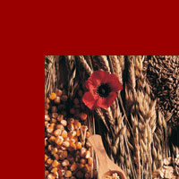 These are but a few of the (GMO-free) grains we offer.